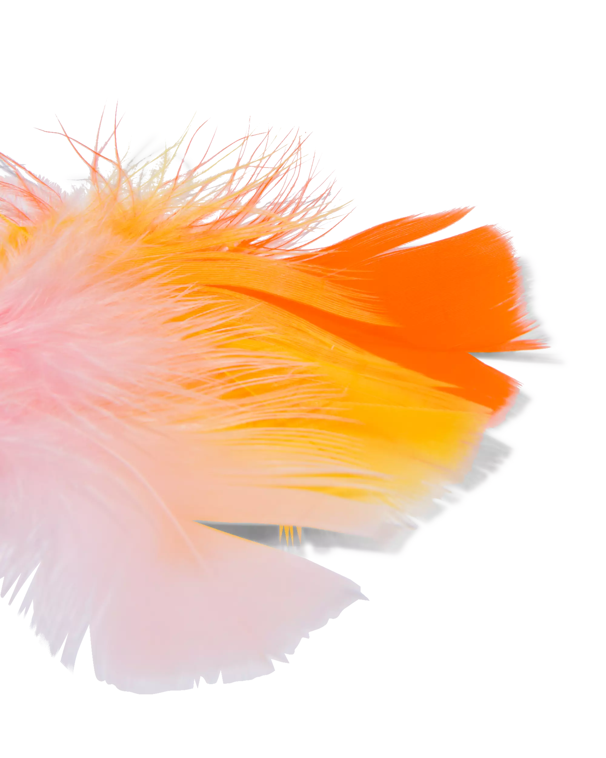 100 plumes